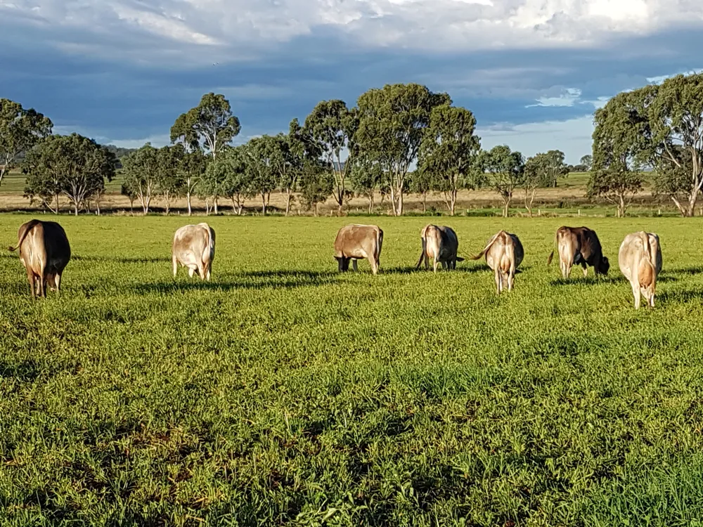 Nobby Agricultural Loans