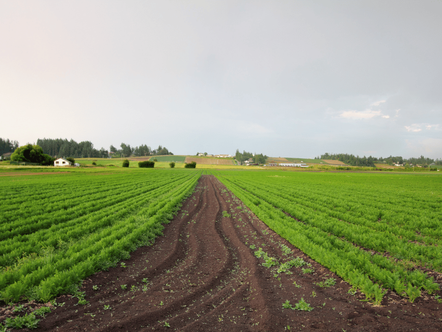 farmland