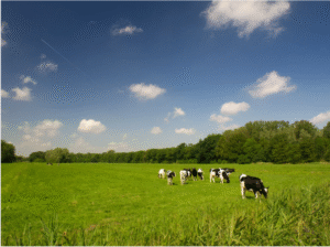 Buy Farmland Victoria