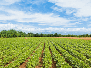 Finance for agriculture